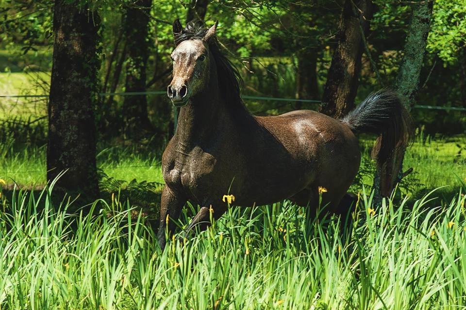 Le Ranch Amadeus Bed & Breakfast Saint-Paul-en-Born ภายนอก รูปภาพ