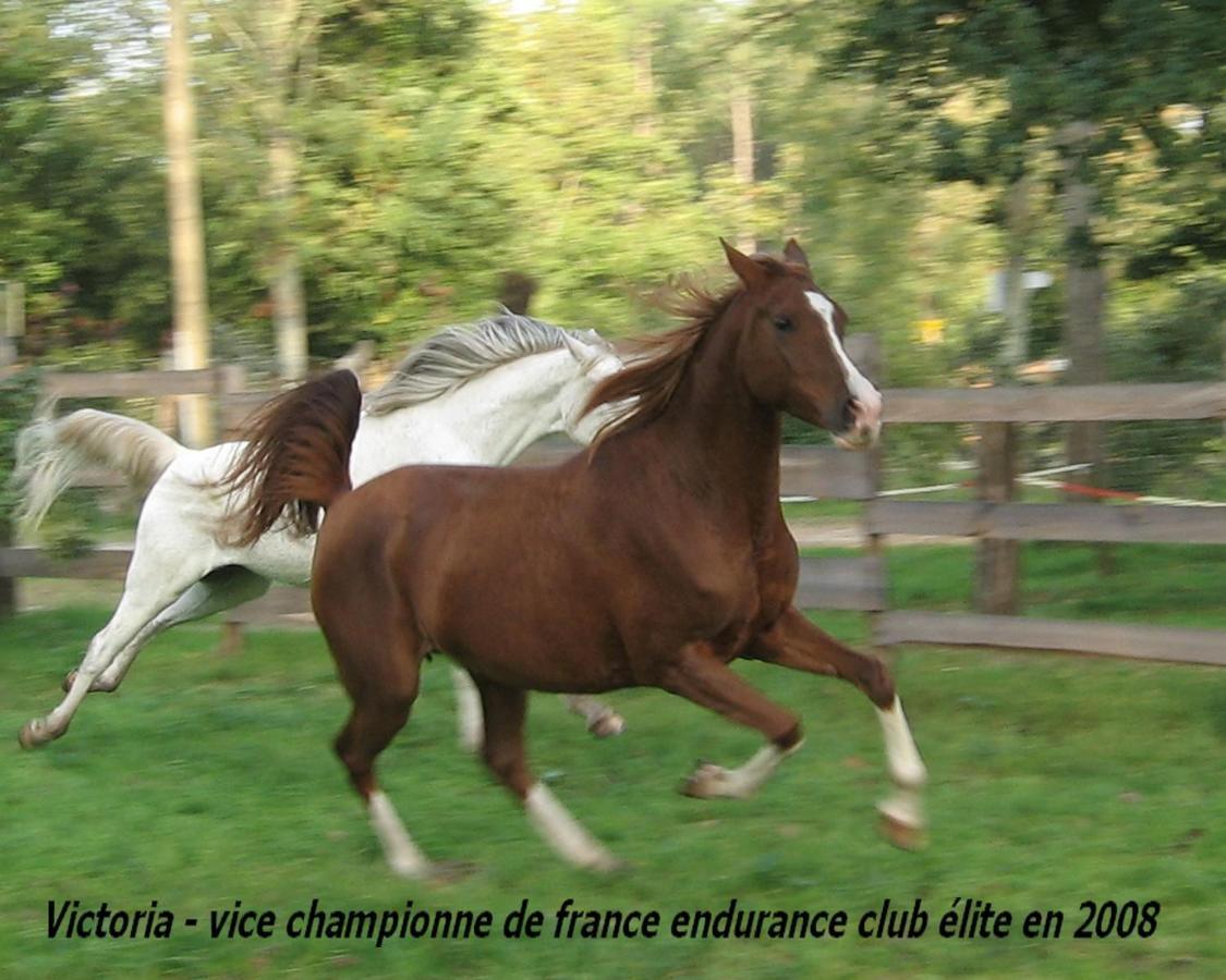 Le Ranch Amadeus Bed & Breakfast Saint-Paul-en-Born ภายนอก รูปภาพ