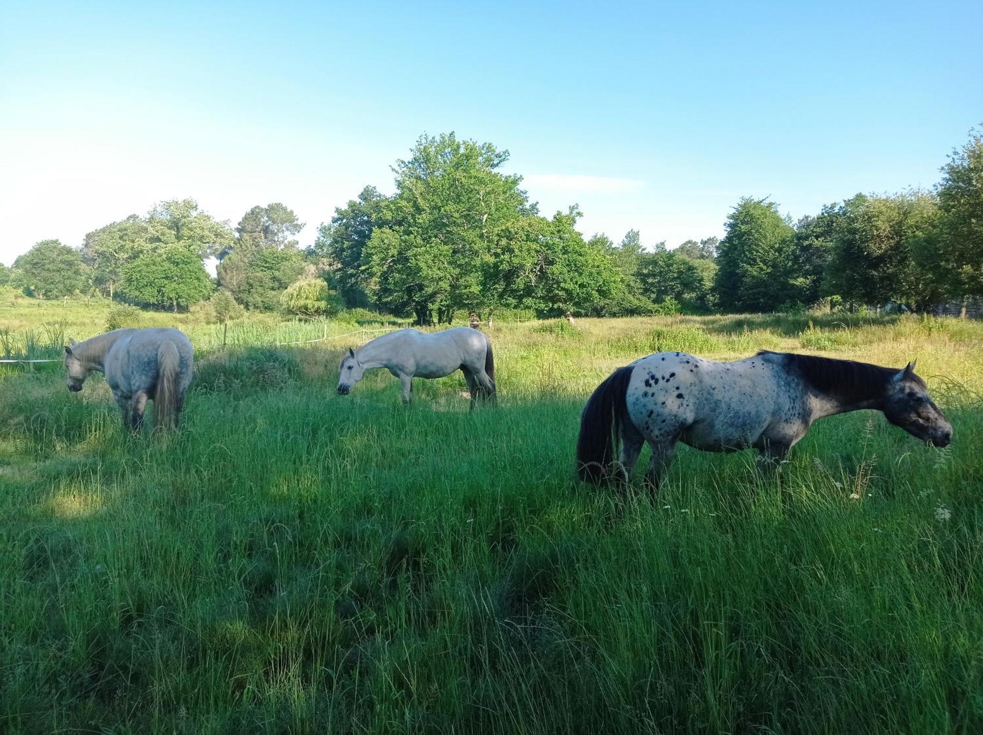 Le Ranch Amadeus Bed & Breakfast Saint-Paul-en-Born ภายนอก รูปภาพ