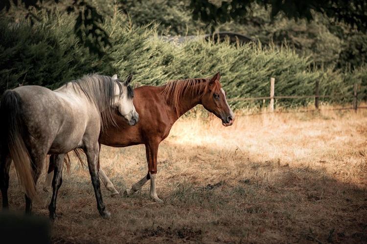 Le Ranch Amadeus Bed & Breakfast Saint-Paul-en-Born ภายนอก รูปภาพ